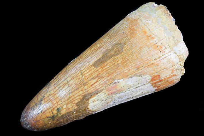 Cretaceous Fossil Crocodile (Elosuchus) Tooth - Morocco #74931